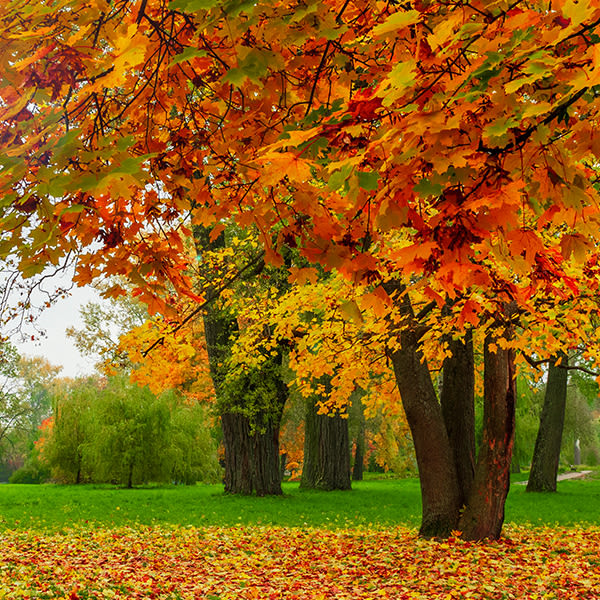 why-do-leaves-change-color-in-the-fall