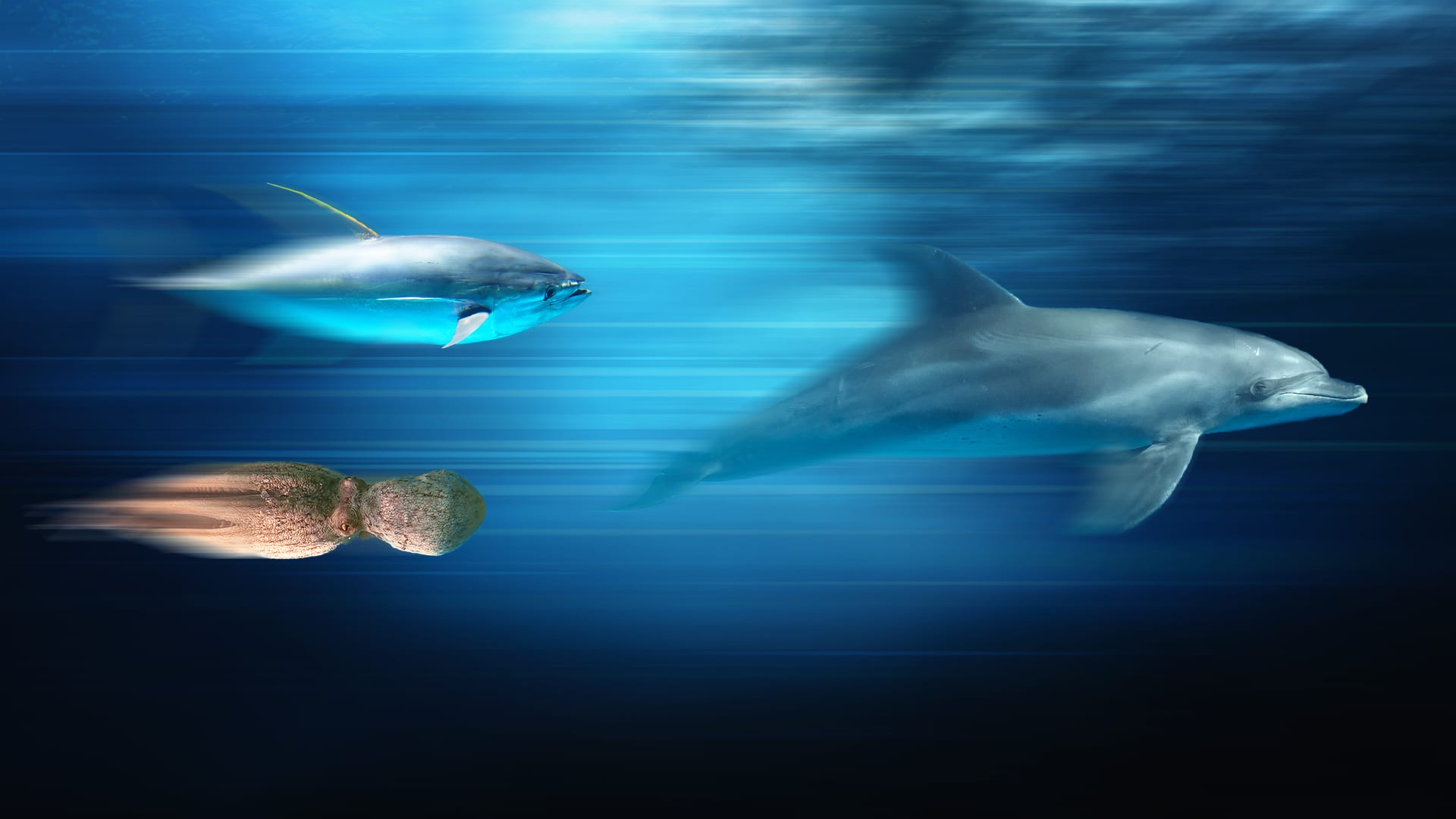 What's the fastest ocean animal? - Mystery Science