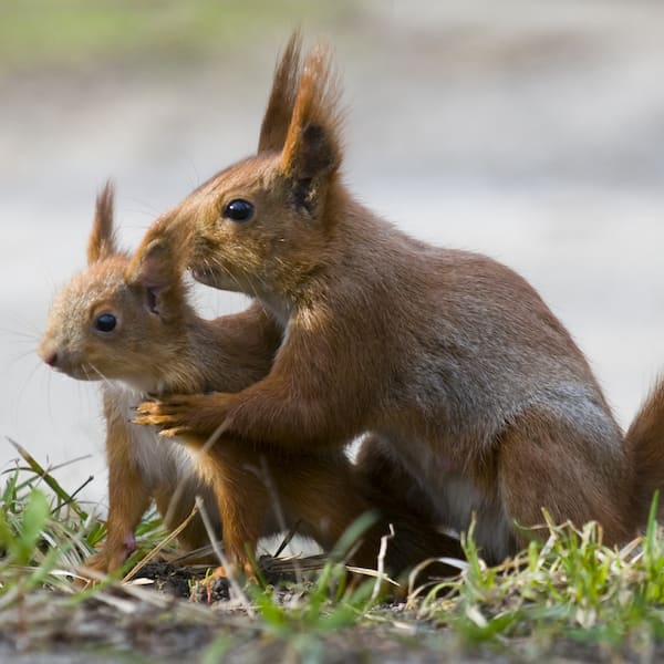 How do animals take care of their babies? How do animals take care of their babies?