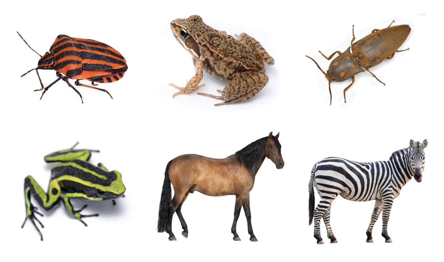 how-many-different-kinds-of-animals-are-there