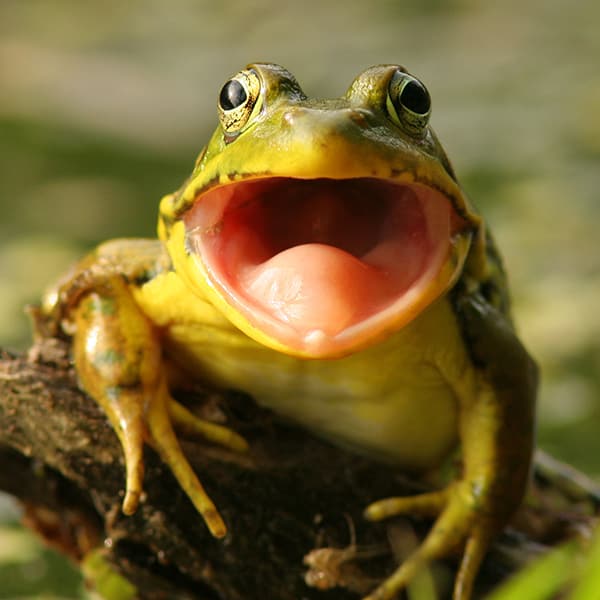 Why do frogs say "ribbit"?