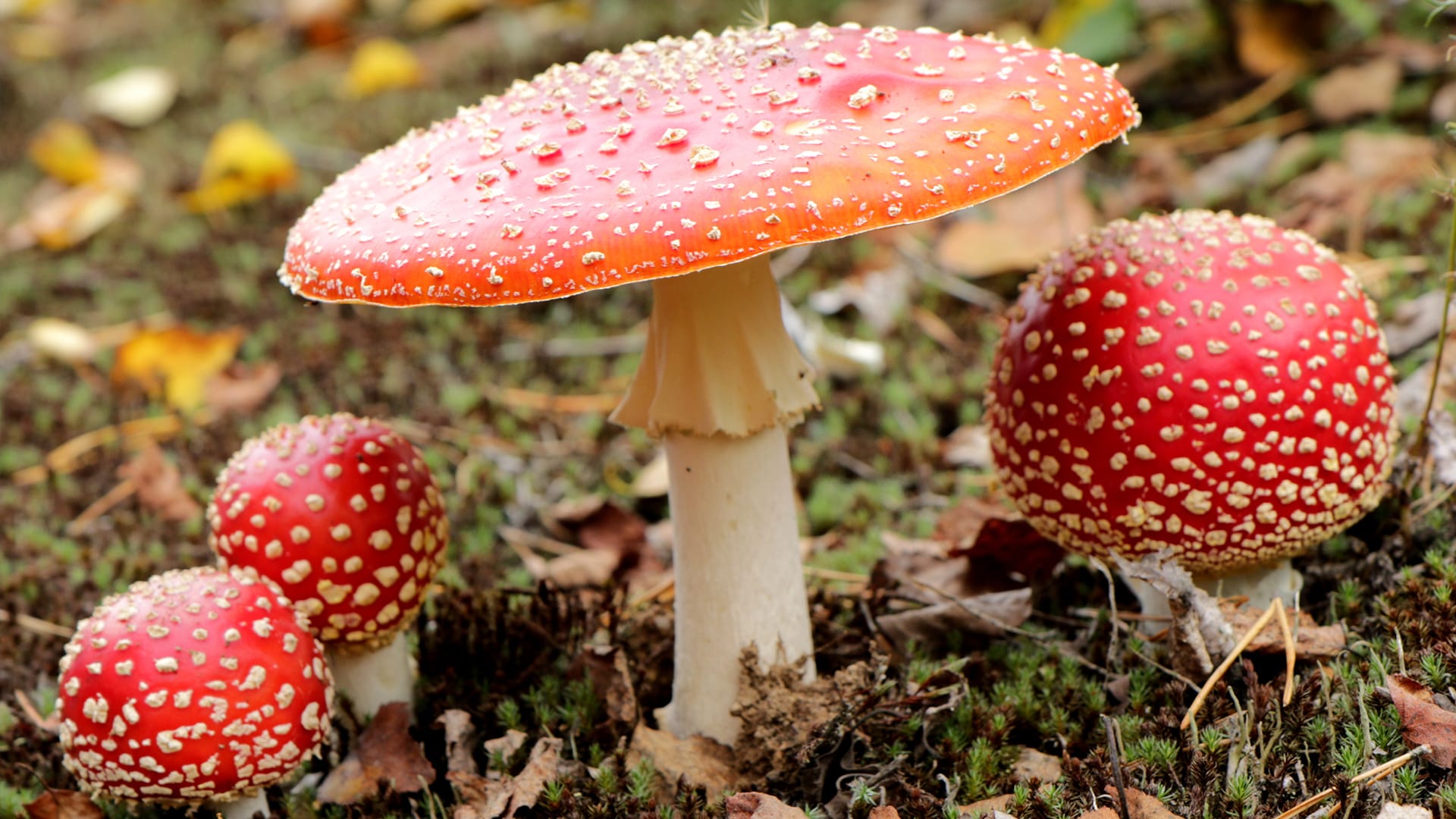 How can you tell if a mushroom is poisonous?
