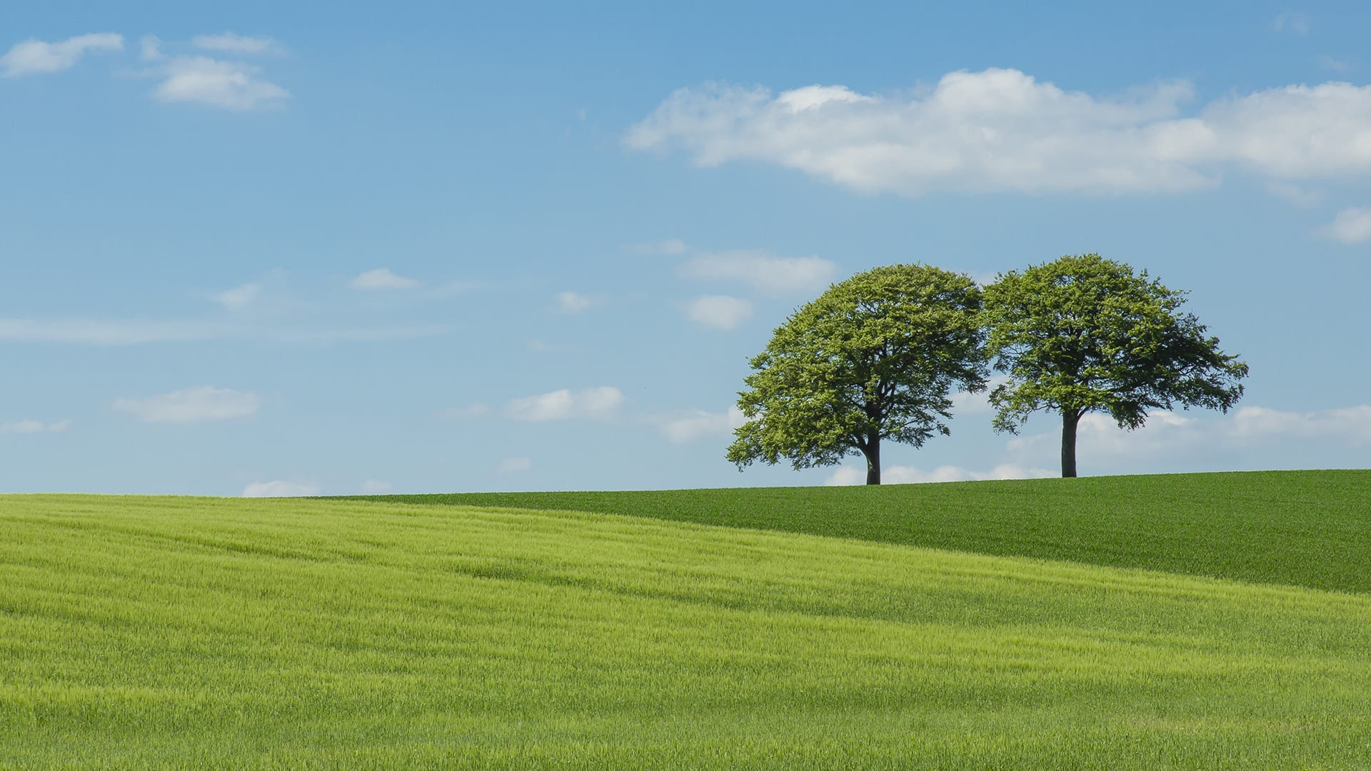 can trees really talk to each other