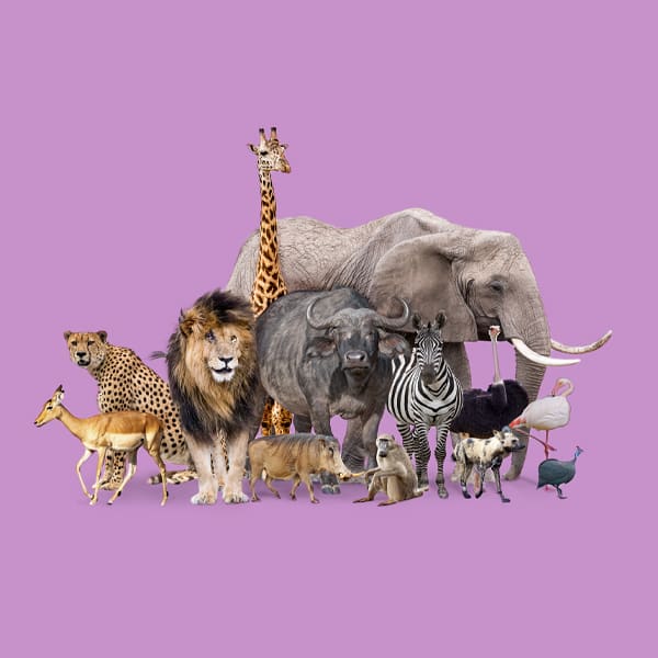 Which animal has the biggest heart? Which animal has the biggest heart?
