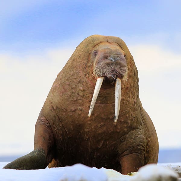 How do polar animals survive the cold?