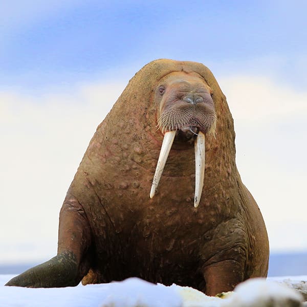 How do polar animals survive the cold? How do polar animals survive the cold?