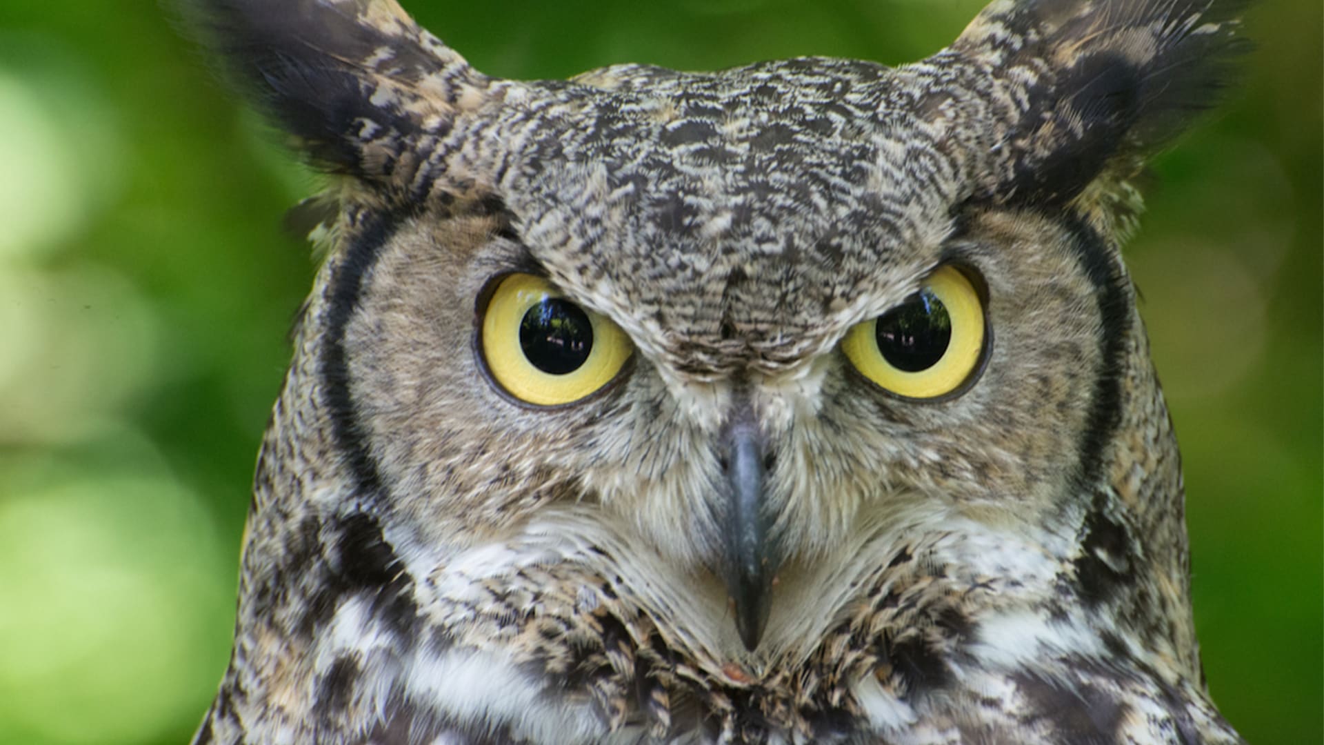 Why do owls say "hoo"?