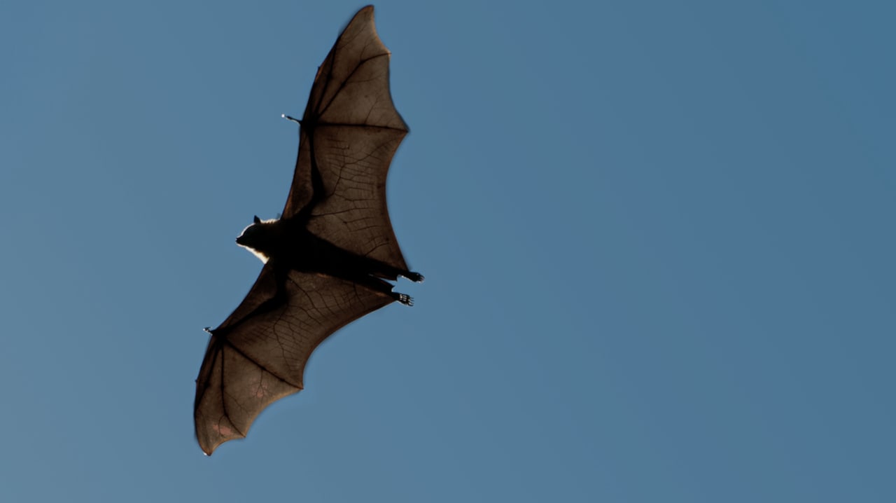 Do bats really drink blood? Mystery Science