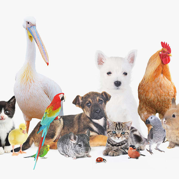 How many different kinds of animals are there?