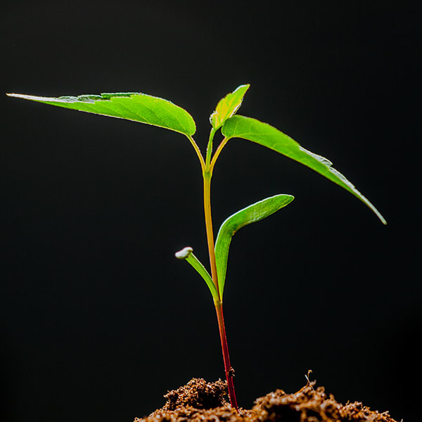 How do plants and trees grow?