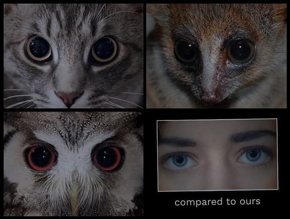 Eye Comparison