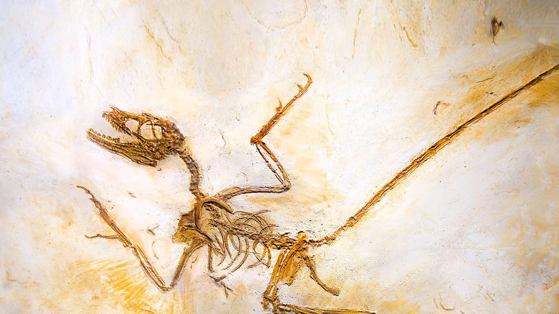 What's the best place to look for dinosaur fossils? - Mystery Science