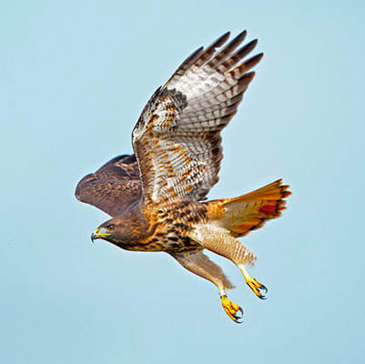 Why would a hawk move to New York City?