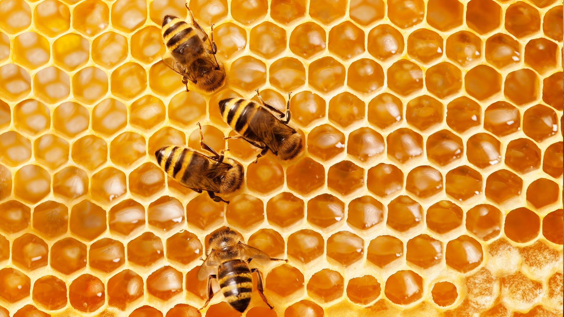 How do bees make honey? Mystery Science
