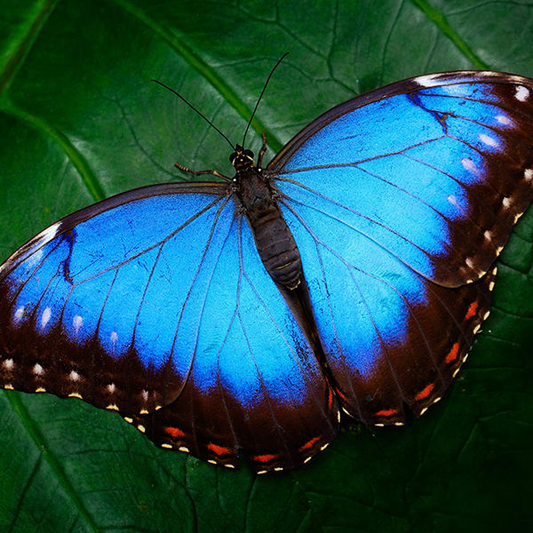 Why are butterflies so colorful?