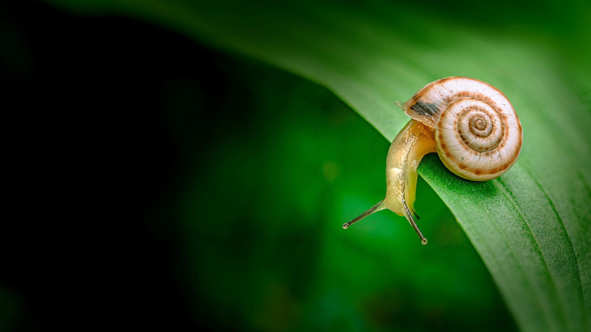 What's the slimiest animal? - Mystery Science