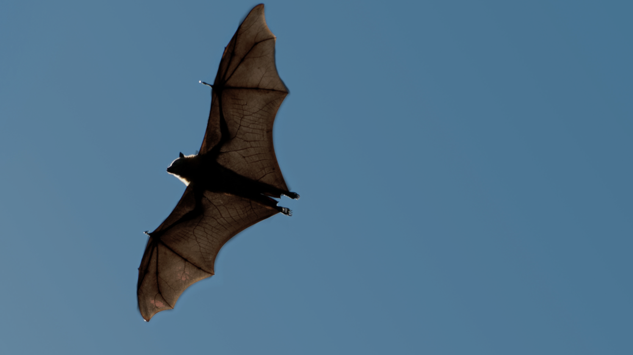 Do Bats Really Drink Blood Mystery Science   Site%2520Thumbnail  Dl 1